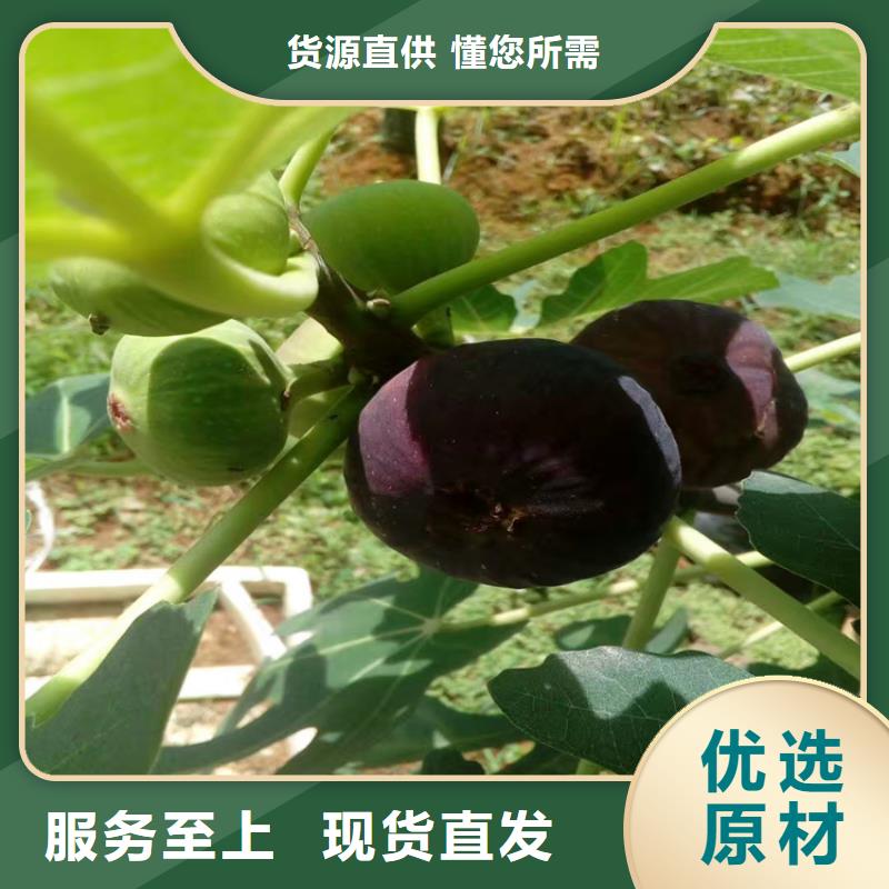 无花果苹果苗高品质诚信厂家