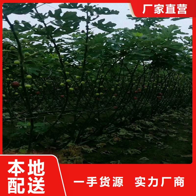 无花果玛瑙红石榴苗库存量大