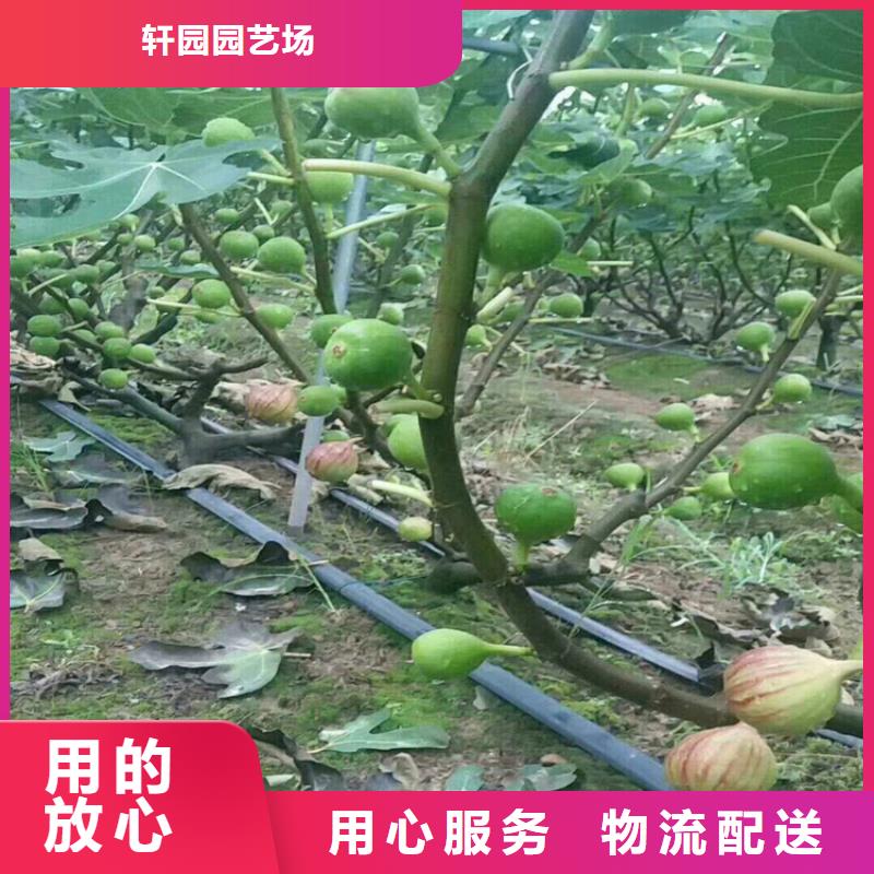 【无花果苹果苗可放心采购】