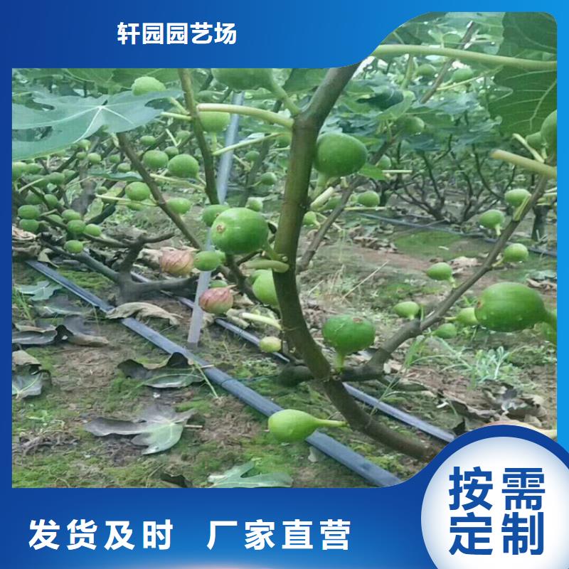 无花果,樱桃苗现货快速采购