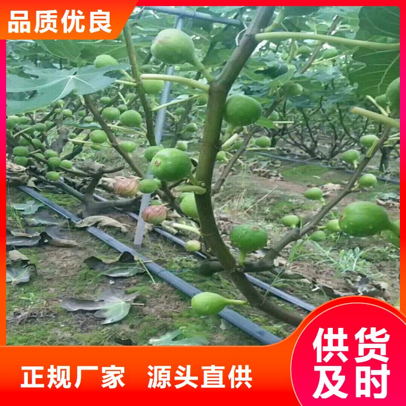 无花果樱桃苗价格有优势