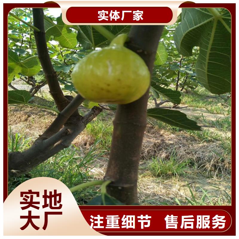 【无花果苹果苗可放心采购】