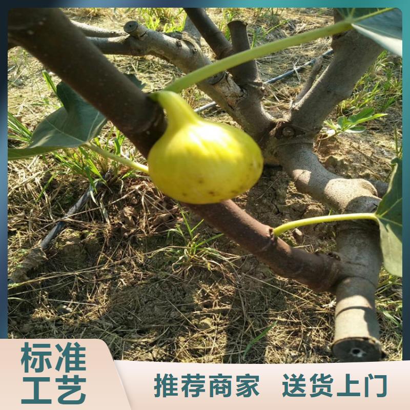 无花果花椒苗严选用料