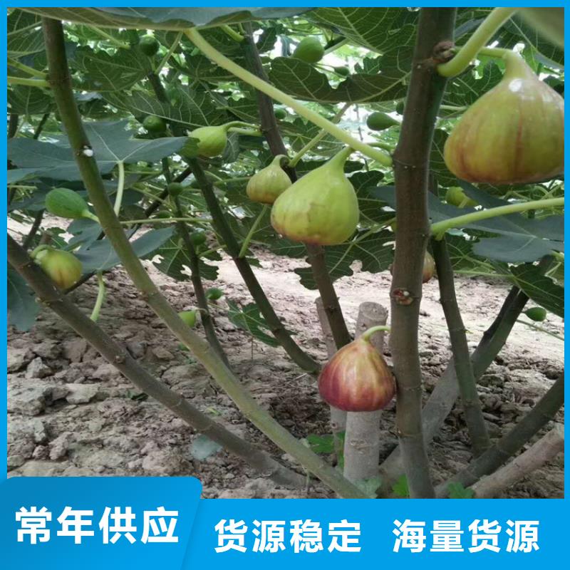 【无花果梨树苗保质保量】