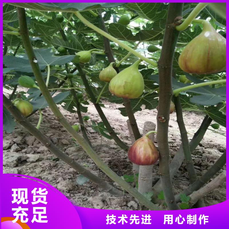 无花果_3公分软籽石榴苗联系厂家