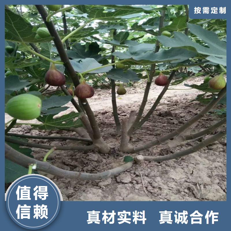 无花果苹果苗高品质诚信厂家