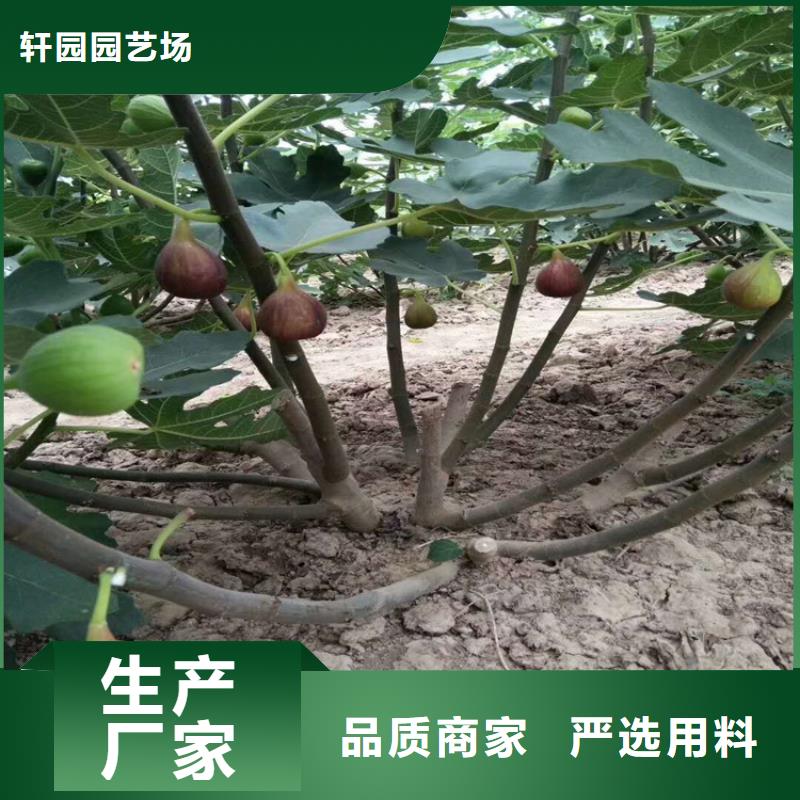 无花果西瓜苗放心得选择