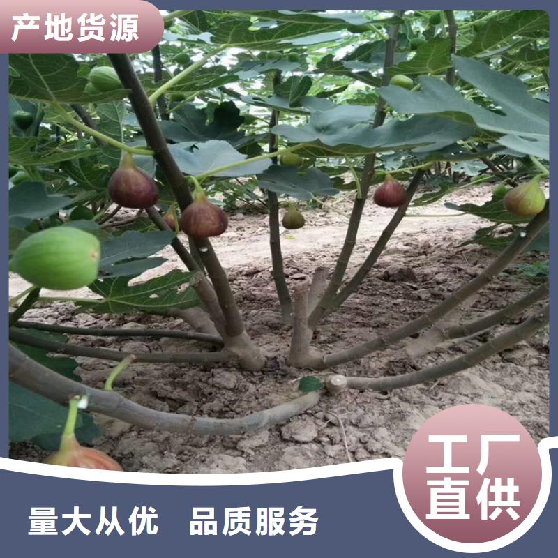 无花果蓝莓苗应用广泛