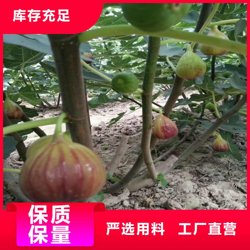 无花果桃树苗对质量负责