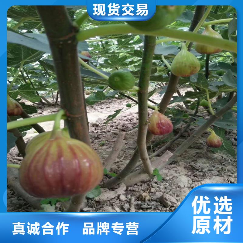 无花果,樱桃苗免费寄样