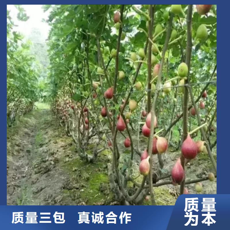 【无花果苹果苗可放心采购】
