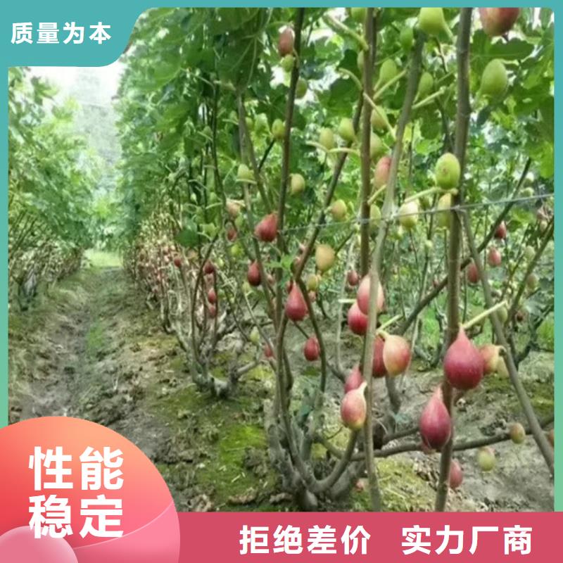 【无花果苹果苗可放心采购】