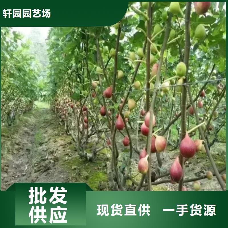 无花果樱桃苗优选货源