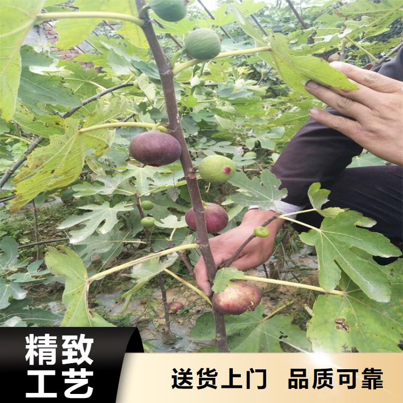 【无花果梨树苗保质保量】