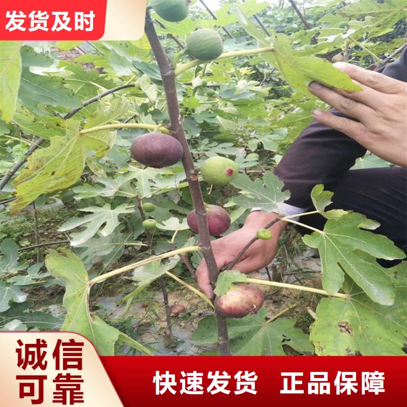 无花果【无花果苗】精品优选