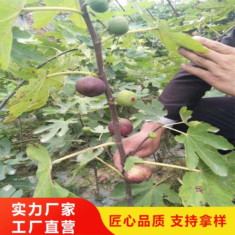 无花果玛瑙红石榴苗库存量大