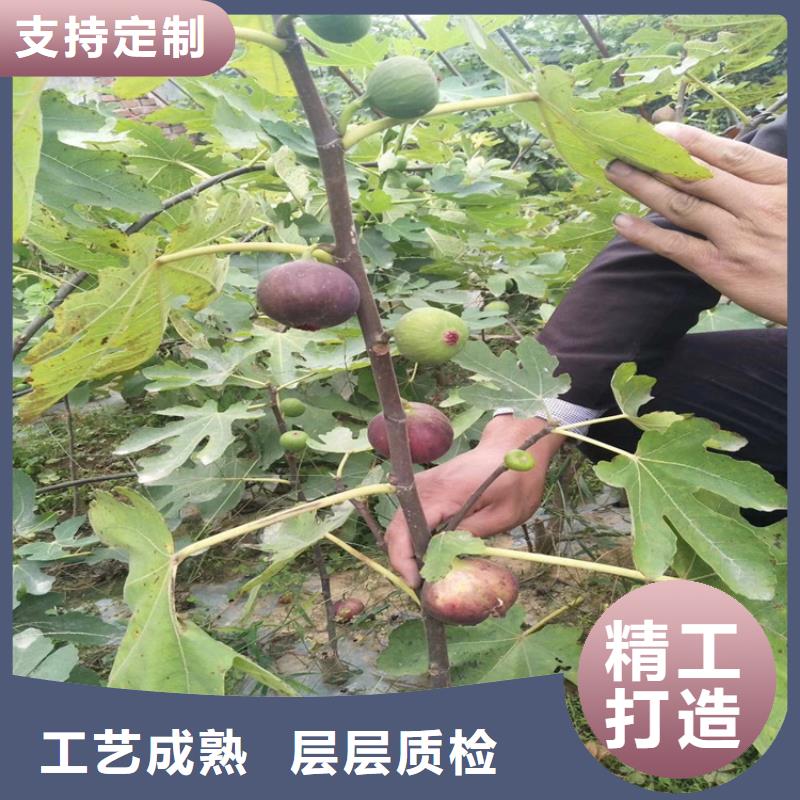 【无花果苹果苗一站式厂家】