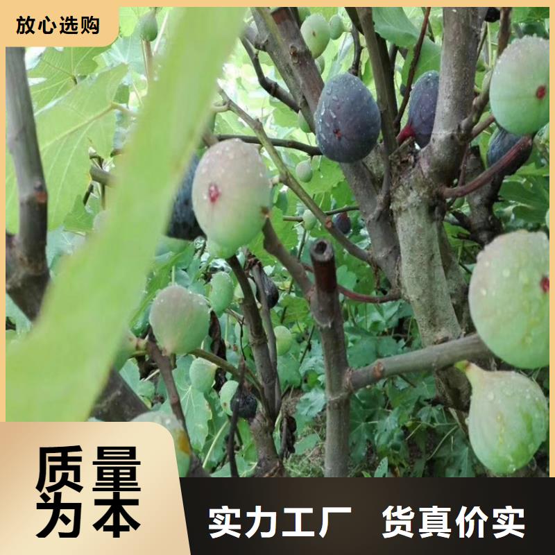 【无花果梨树苗保质保量】