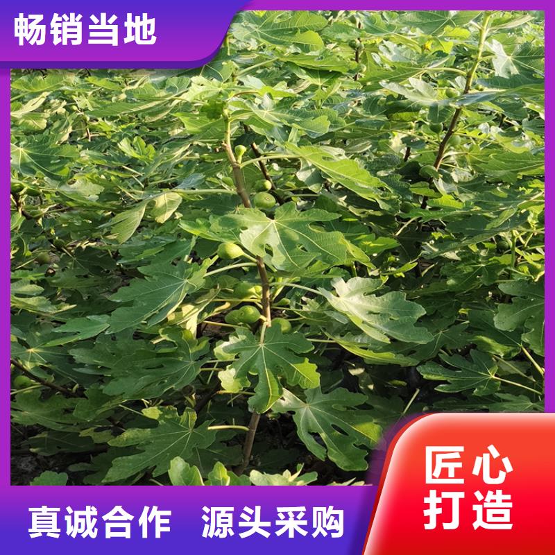 无花果樱桃苗欢迎新老客户垂询