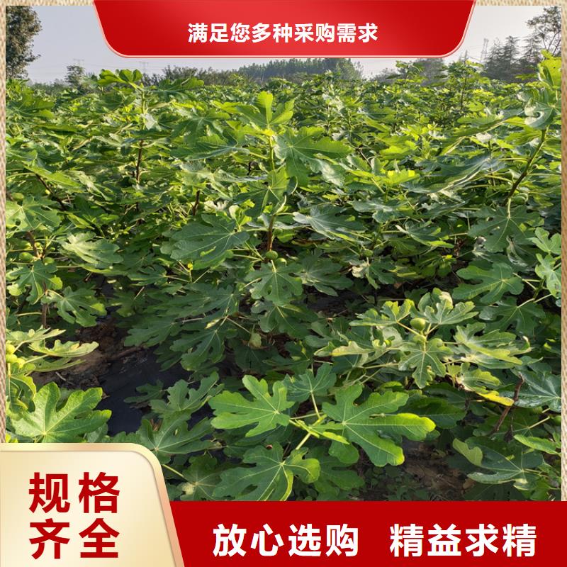 无花果樱桃苗当地厂家值得信赖