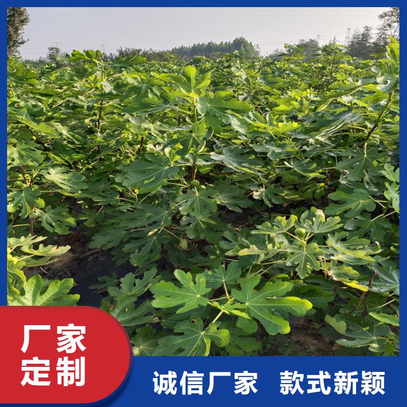 无花果樱桃苗优选货源
