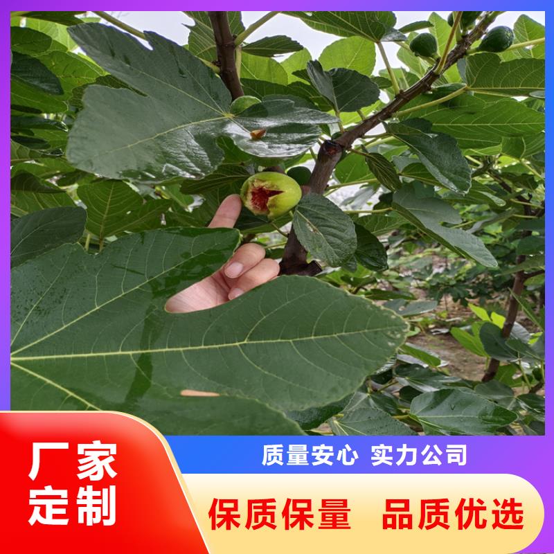 无花果花椒苗严选用料