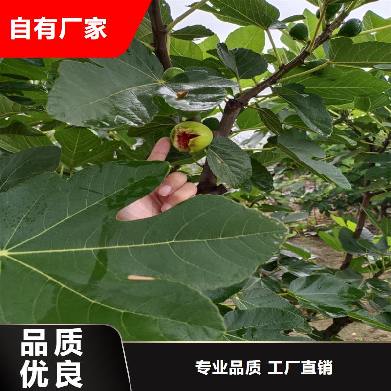 无花果樱桃苗当地厂家值得信赖