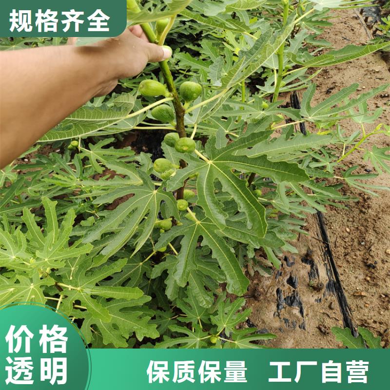 【无花果】_樱桃苗厂家质量过硬