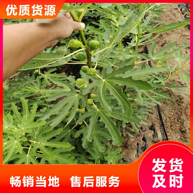 【无花果苹果苗可放心采购】