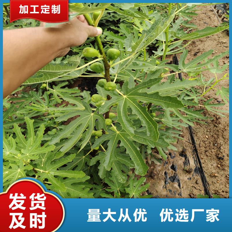 无花果樱桃苗专注细节专注品质