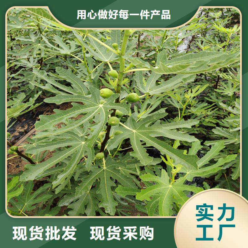 无花果,樱桃苗现货快速采购