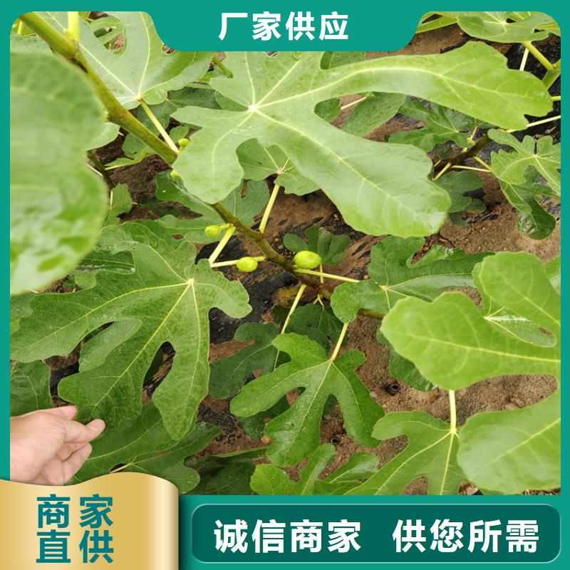 无花果樱桃苗优选货源