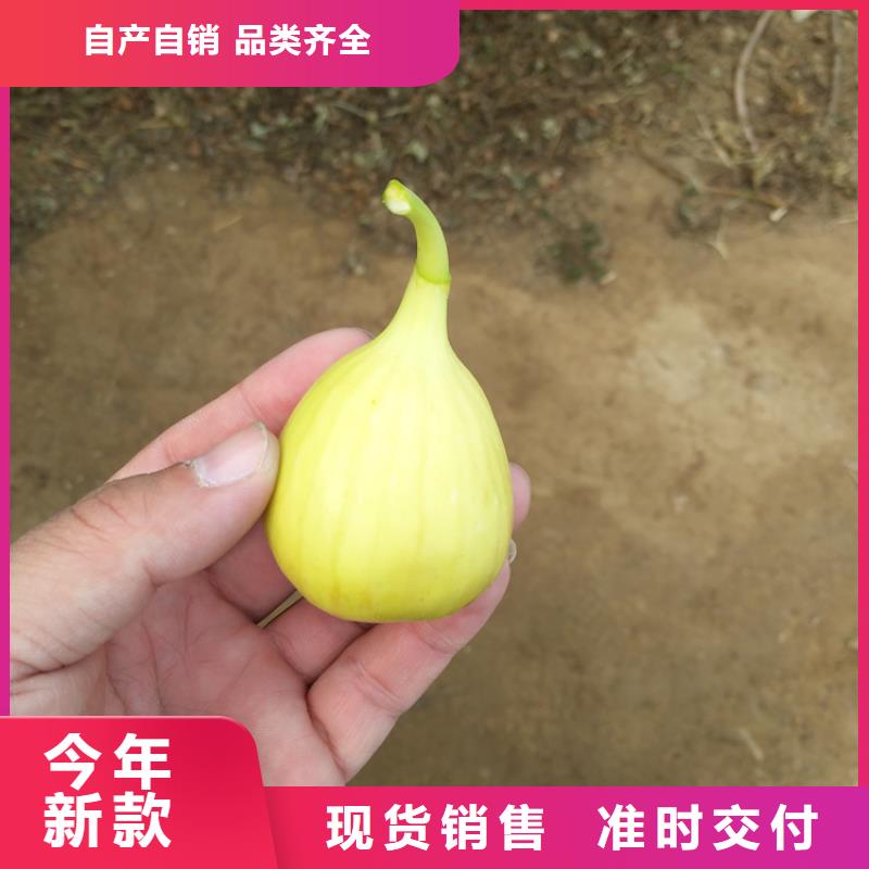 【无花果梨树苗保质保量】