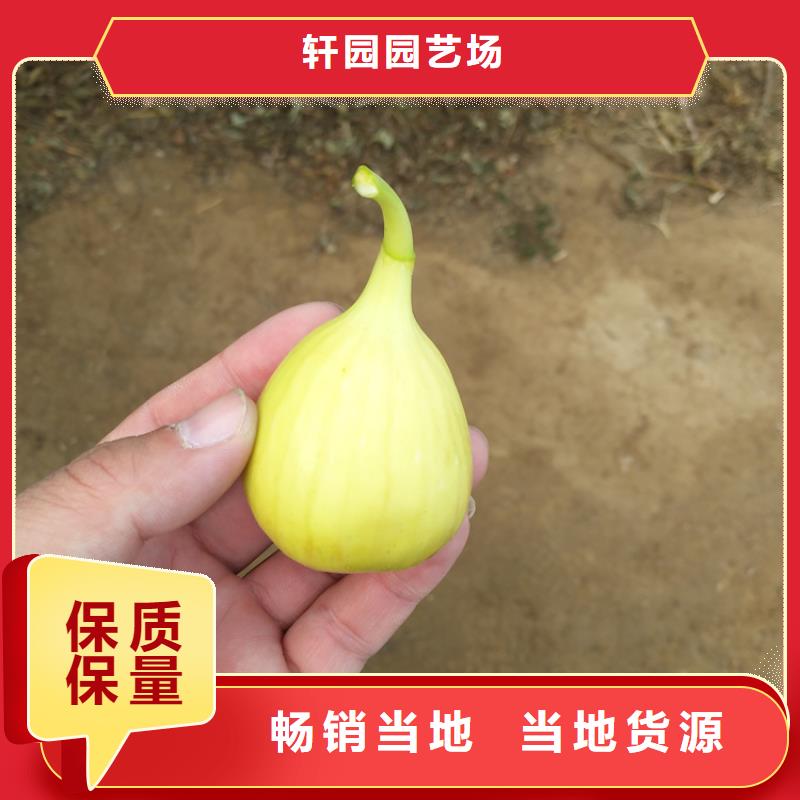 无花果樱桃苗好品质选我们