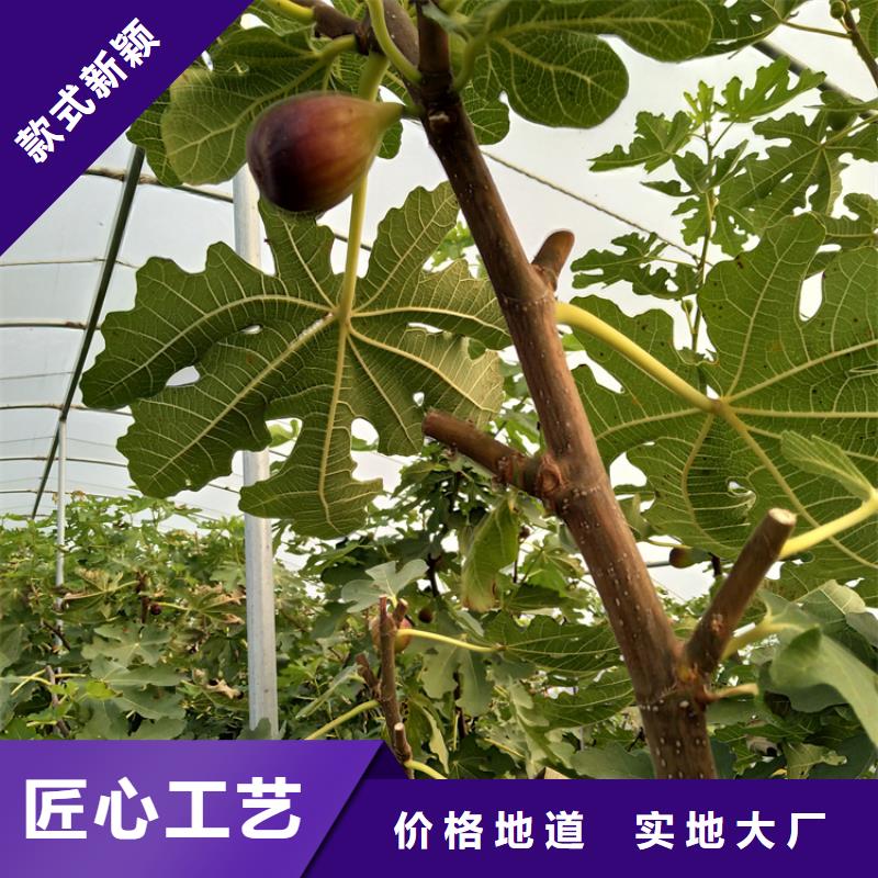 无花果苹果苗高品质诚信厂家