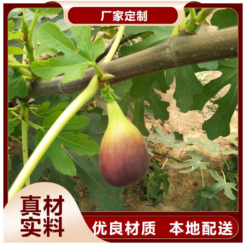 无花果桃树苗对质量负责