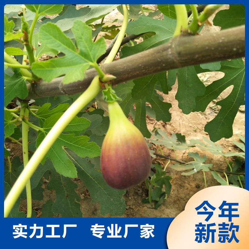 无花果樱桃苗价格有优势