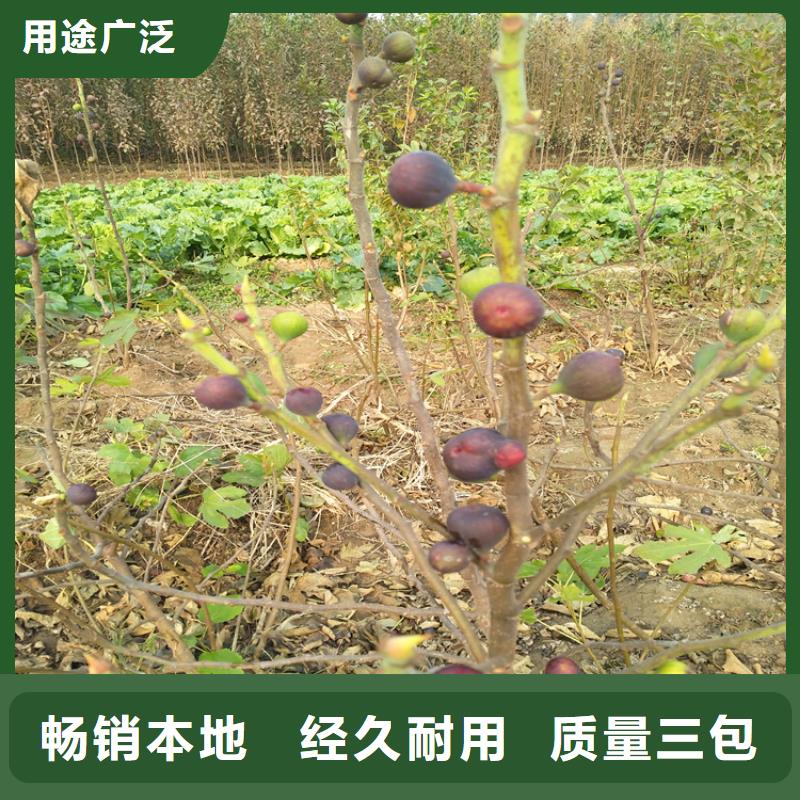 无花果3公分软籽石榴苗现货销售