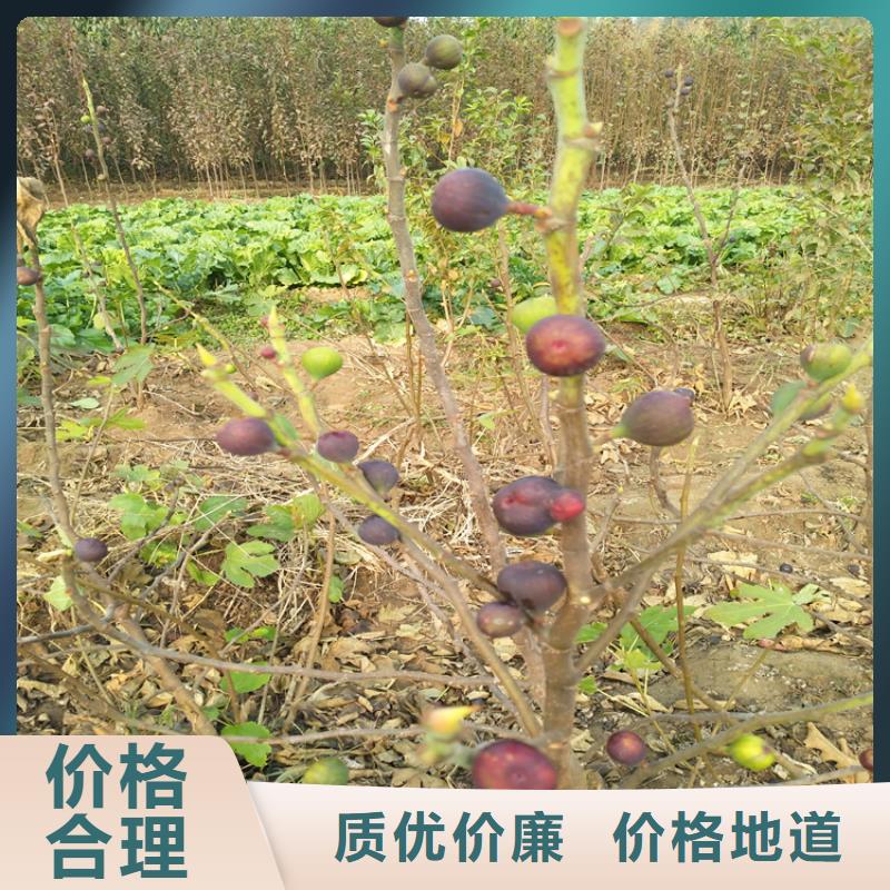 无花果樱桃苗真诚合作