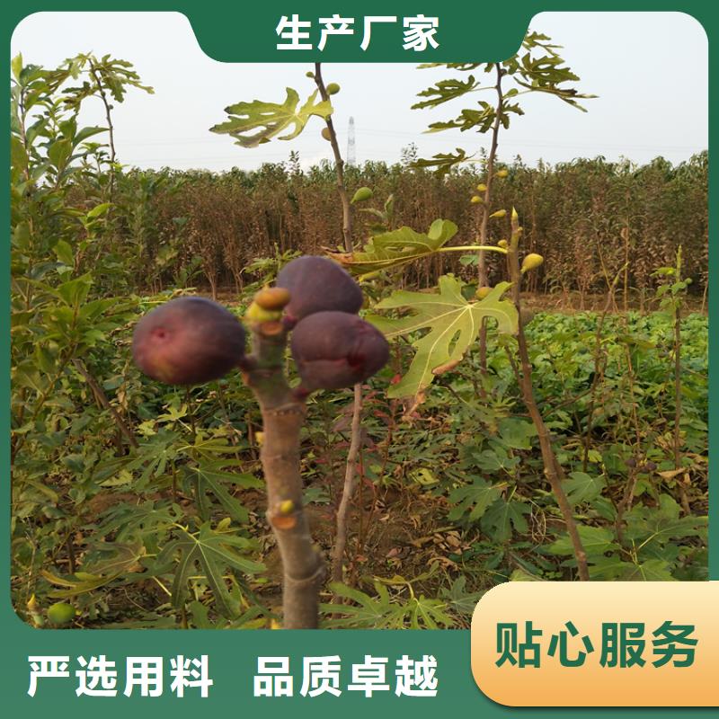 无花果樱桃苗专注细节专注品质