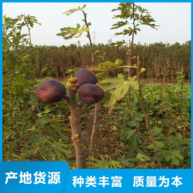 无花果【梨树苗】品质服务