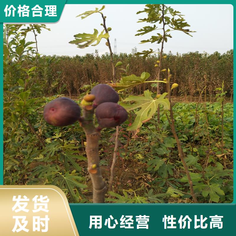 无花果,无花果苗免费回电
