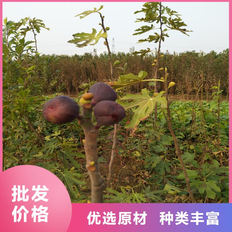 无花果樱桃苗您想要的我们都有