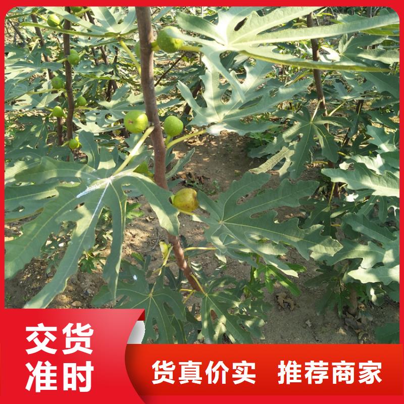 【无花果】北美冬青源头厂家量大价优