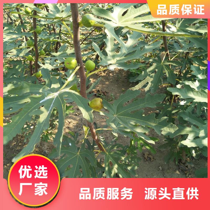 无花果樱桃苗源头厂家供应