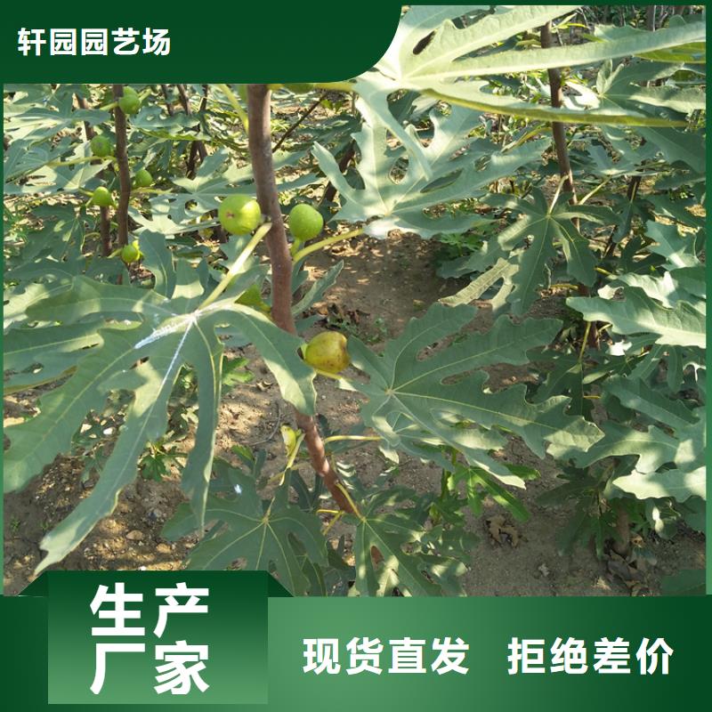 【无花果苹果苗一站式厂家】