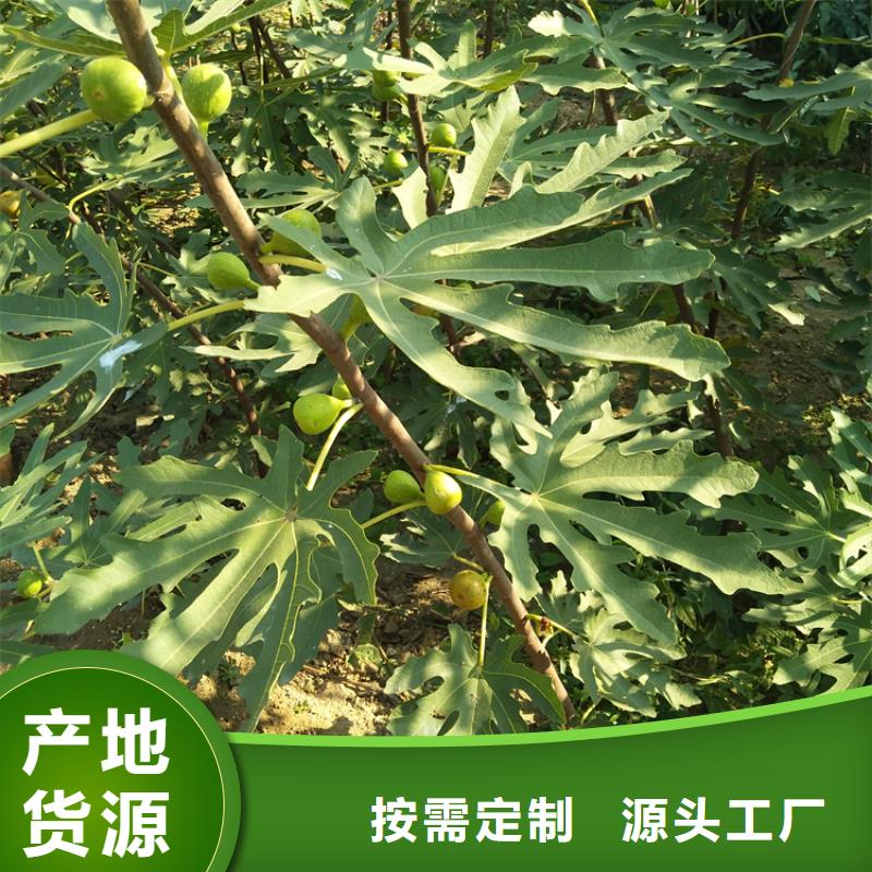 无花果【梨树苗】品质服务
