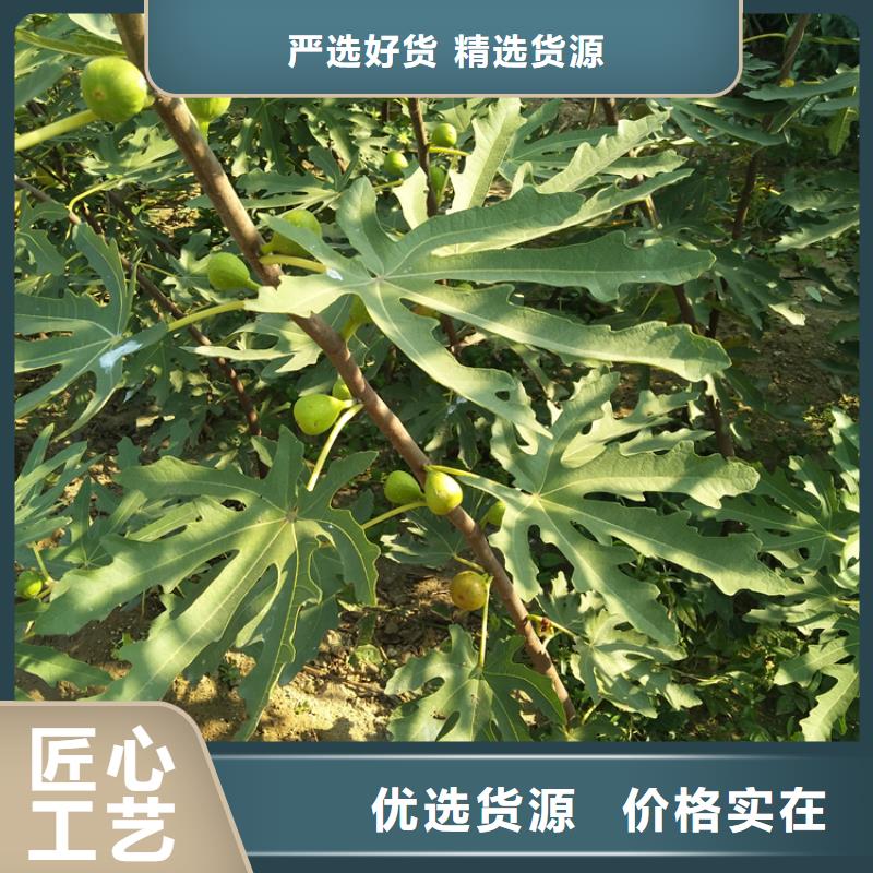 无花果樱桃苗好品质选我们