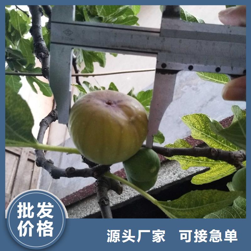 无花果_樱桃苗售后无忧