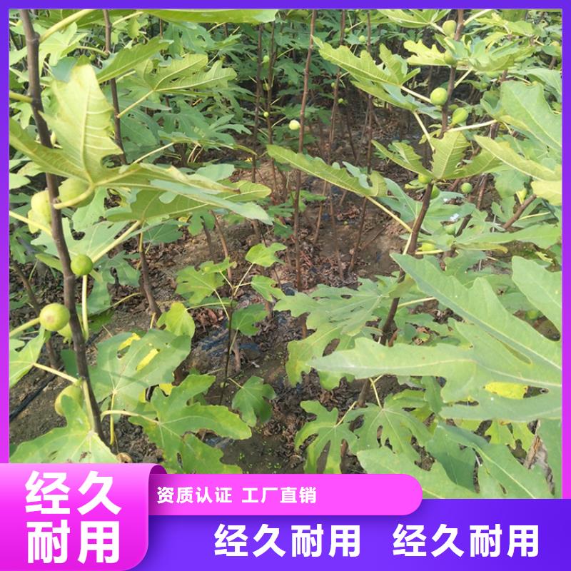 无花果_桃树苗生产型